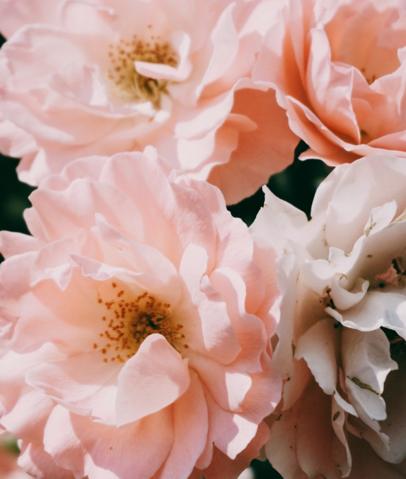 marina-reich-6Xz7oFdVXsg-unsplash